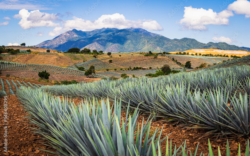 Campos de agave
