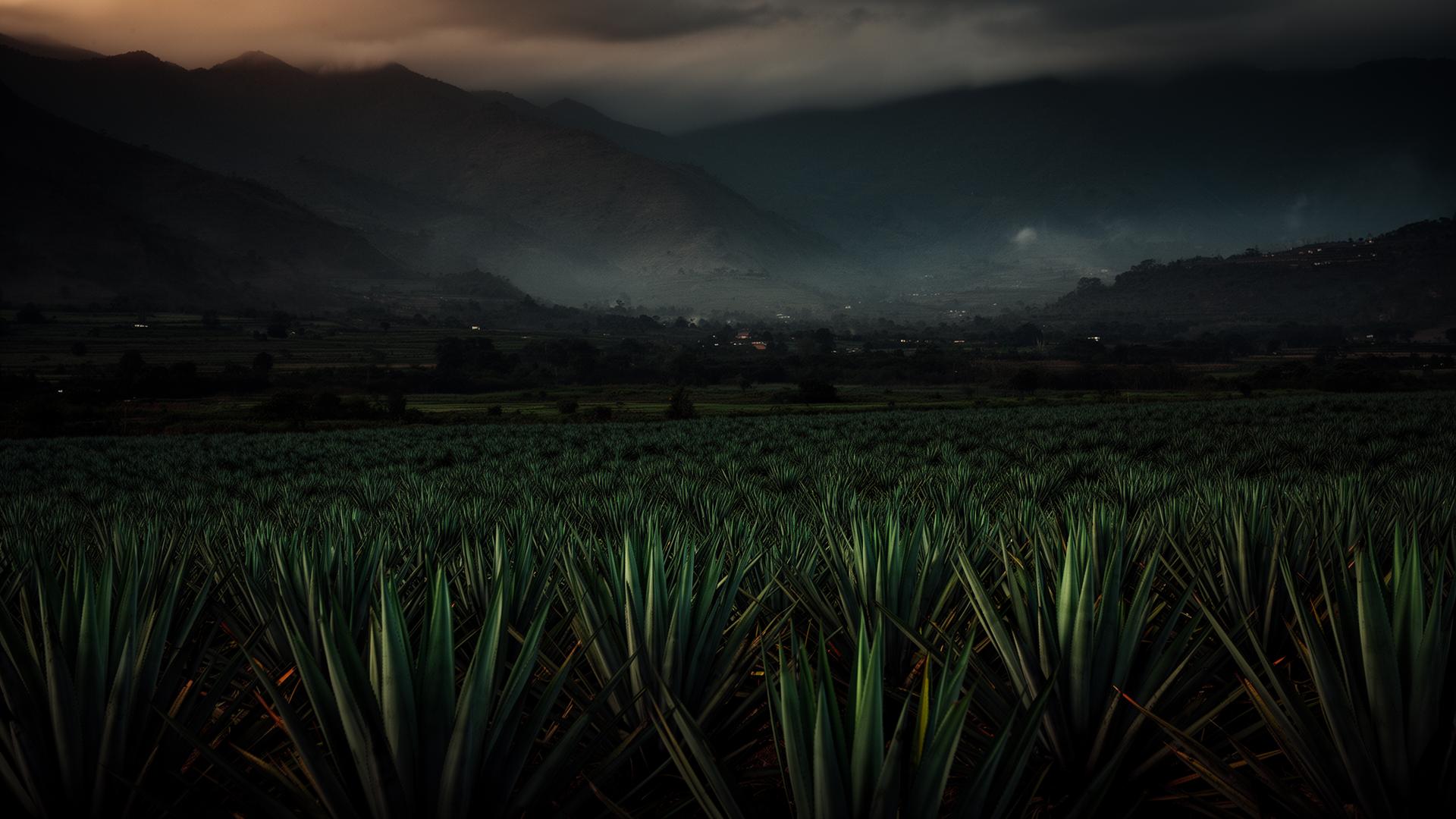Paisaje mexicano de altura, campos de agave al amanecer